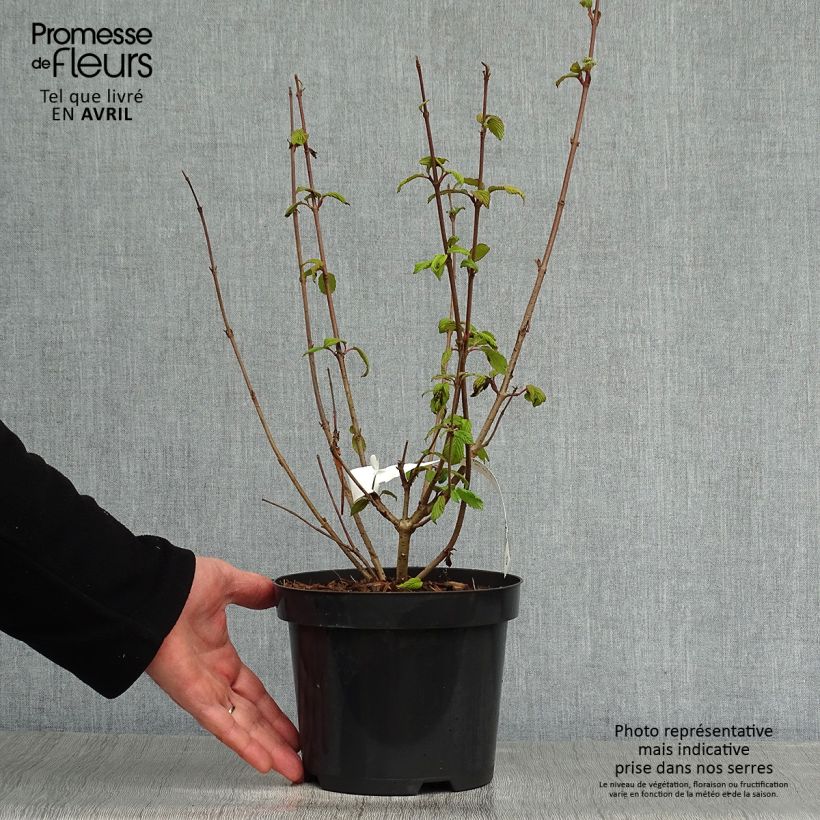 Esimerkki keväällä toimitetusta Lumipalloangervo Tomentosum Ruukku 2L / 3L-taimesta