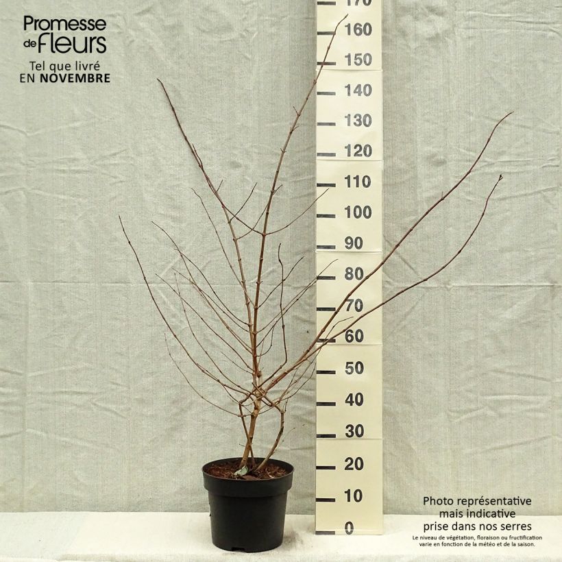 Esimerkki syksyllä toimitetusta Lumipalloangervo Tomentosum 7,5 litran / 10 litran ruukku-taimesta
