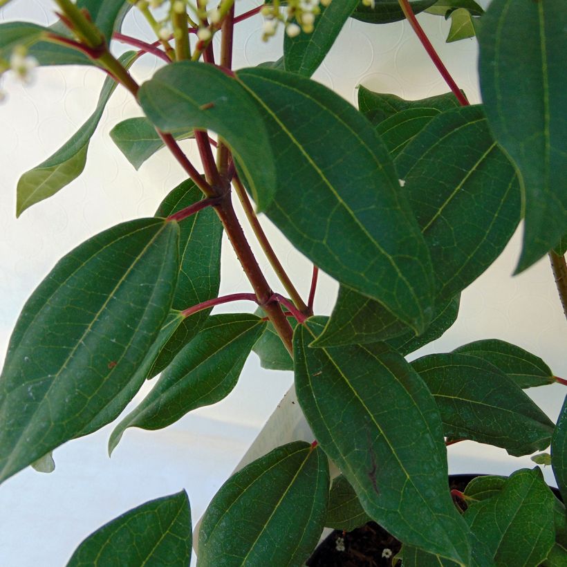 Heisi Angustifolium (Lehvistö)