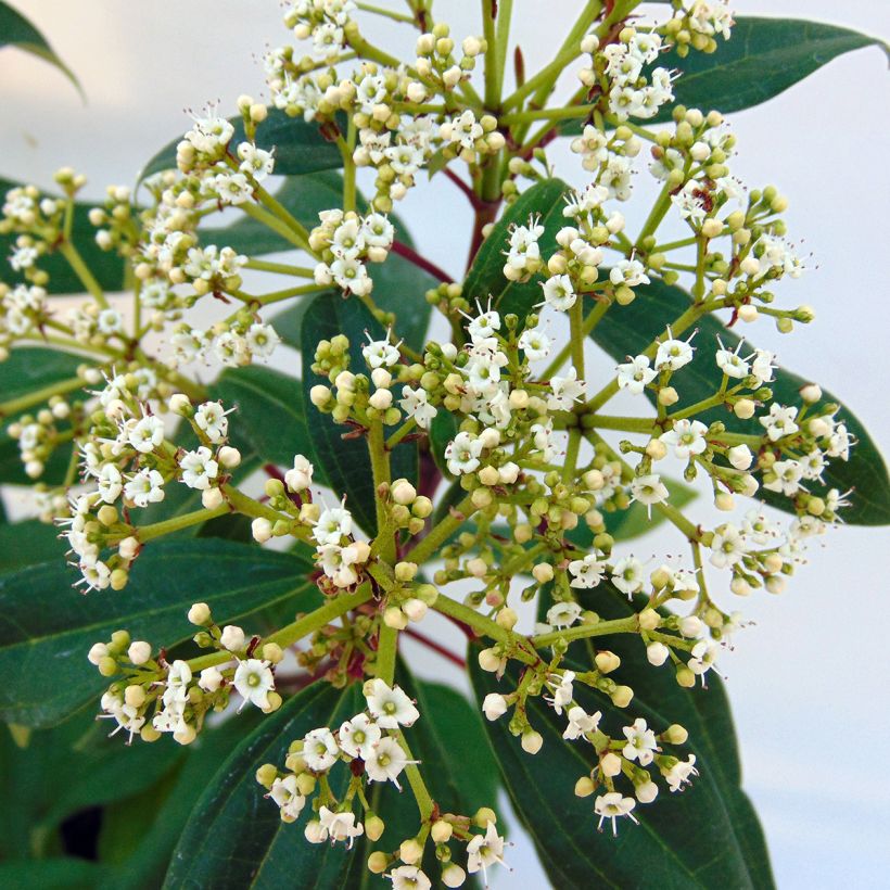Heisi Angustifolium (Kukinta)