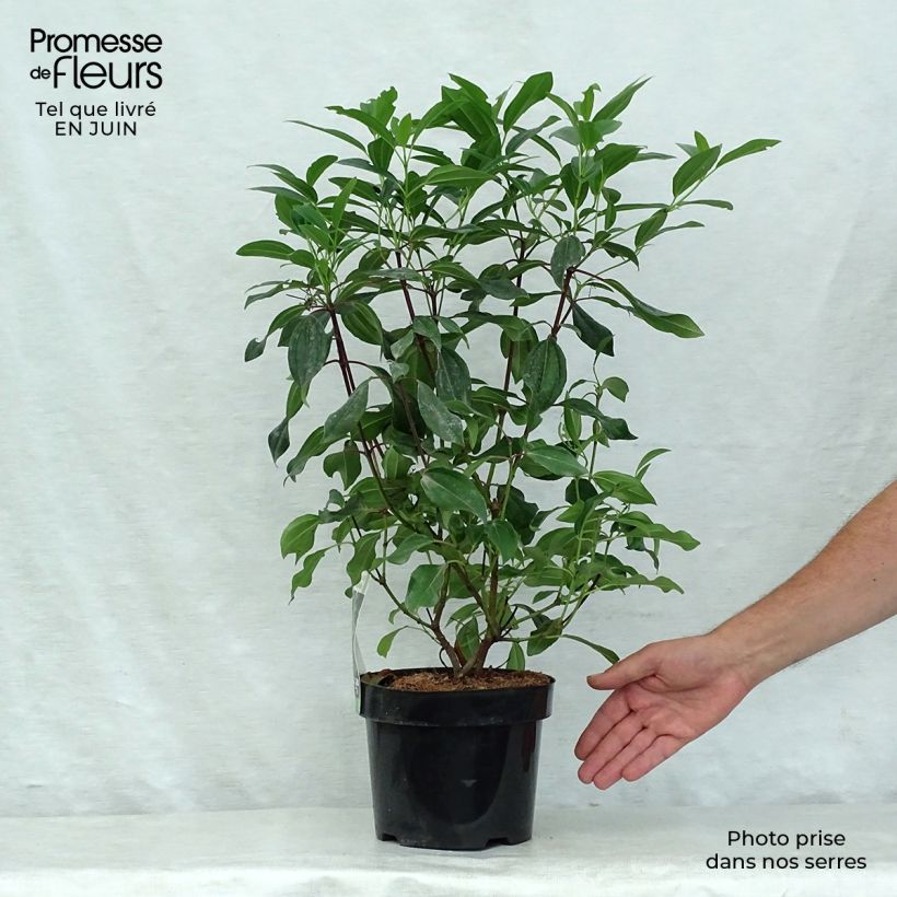 Esimerkki kesällä toimitetusta Heisi Angustifolium Pot de 3L/4L-taimesta