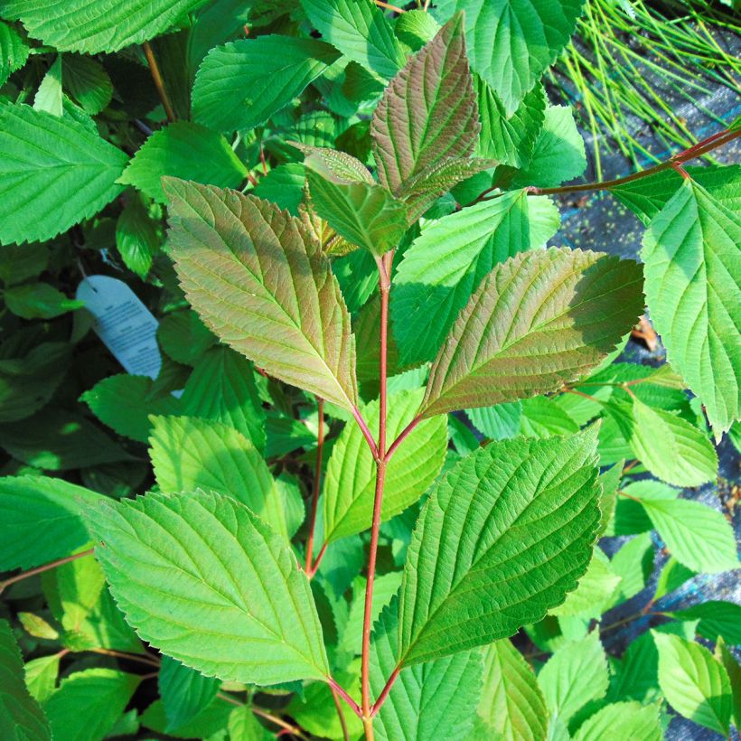 Keisarinheisi - Viburnum farreri (Lehvistö)