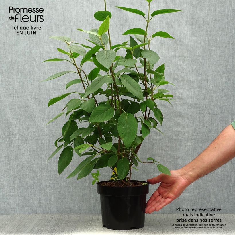 Esimerkki kesällä toimitetusta Villaheisi Mohican Pot de 3L/4L-taimesta