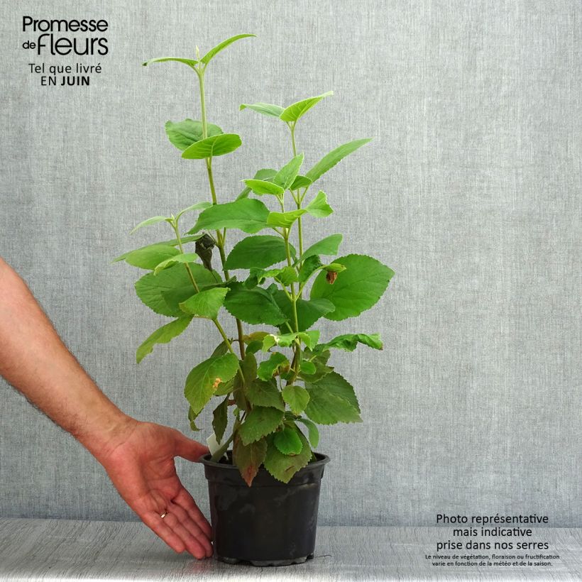 Esimerkki kesällä toimitetusta Villaheisi - Viburnum lantana Ruukku 1,5L / 2L-taimesta