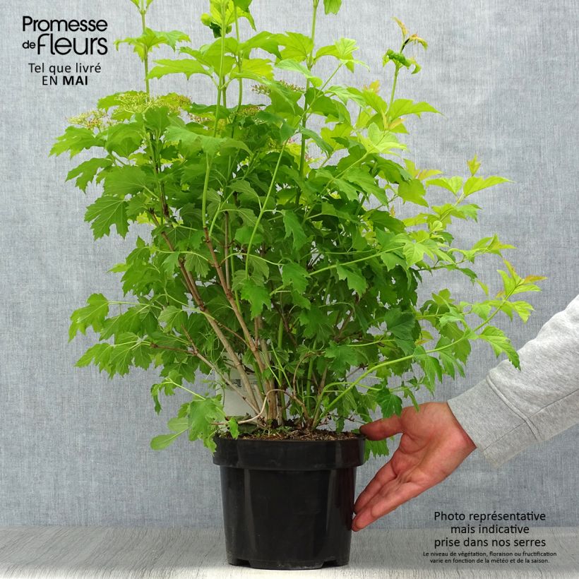 Esimerkki keväällä toimitetusta Koiranheisi Park Harvest Pot de 2L/3L-taimesta