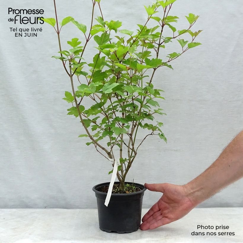 Esimerkki kesällä toimitetusta Koiranheisi - Viburnum opulus Ruukku 2L / 3L-taimesta