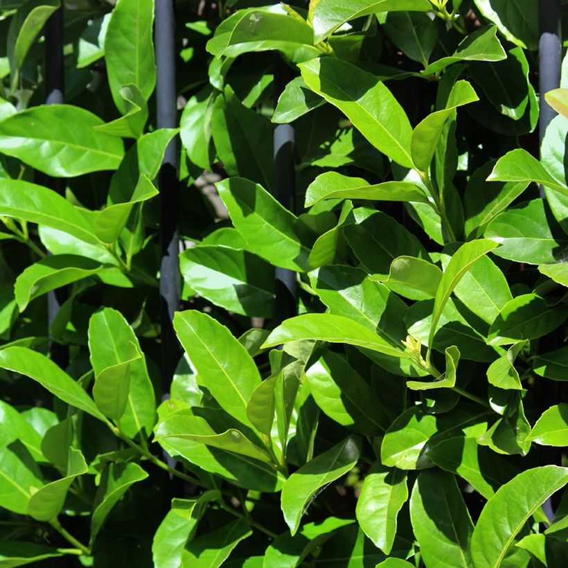 Heisi - Viburnum odoratissimum (Lehvistö)