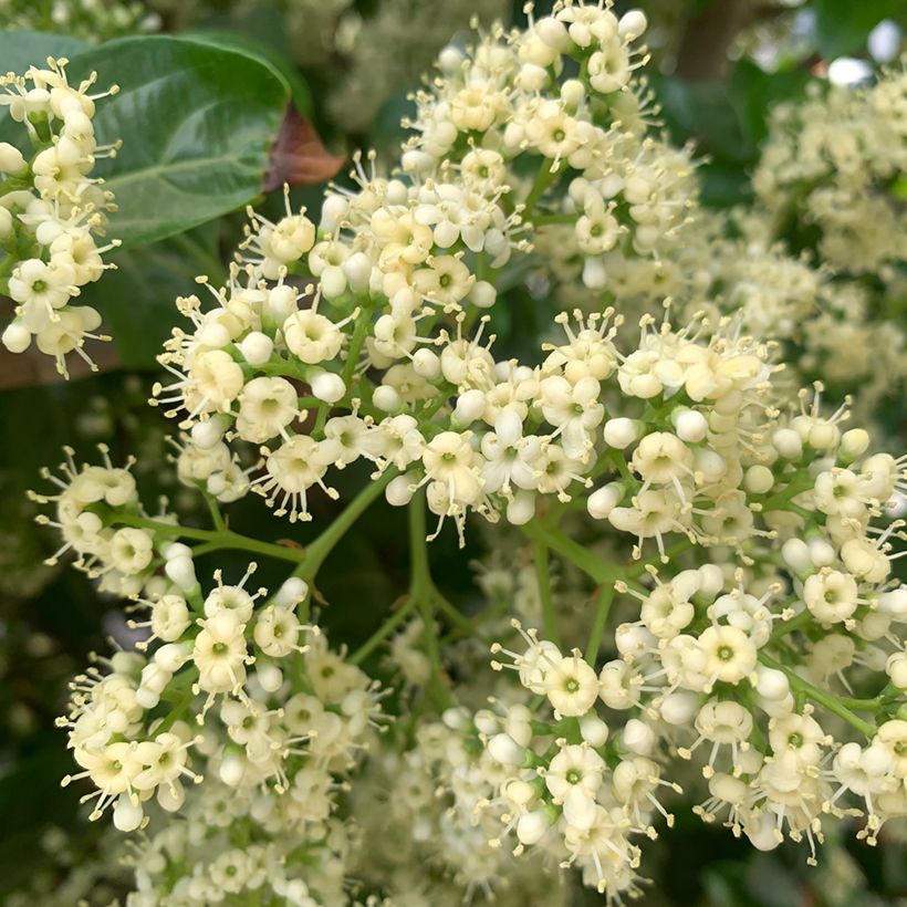 Heisi - Viburnum odoratissimum (Kukinta)