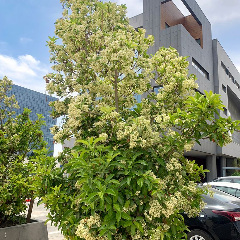 Heisi - Viburnum odoratissimum (Kasvutapa)