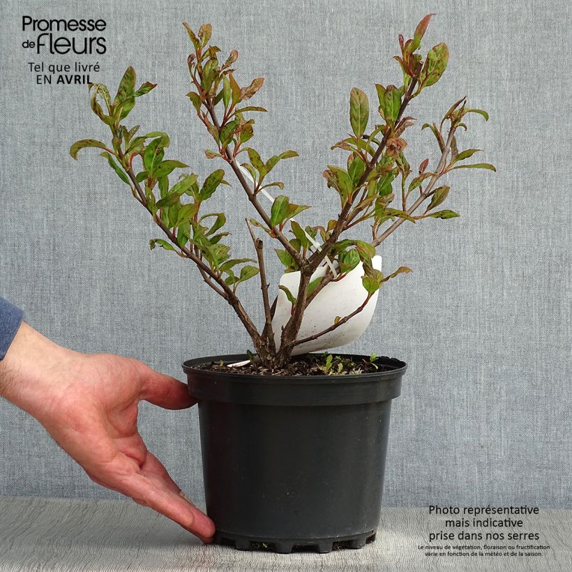 Esimerkki keväällä toimitetusta Heisi Le Bois Marquis Pot de 3L/4L-taimesta