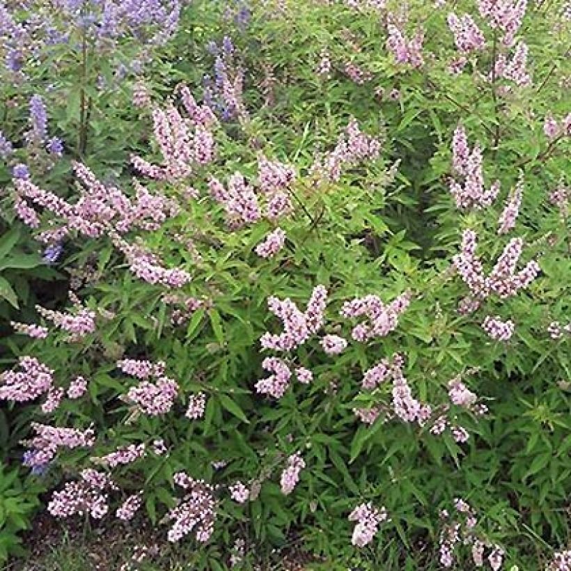 Siveydenpuu Pink Pinnacle (Kasvutapa)