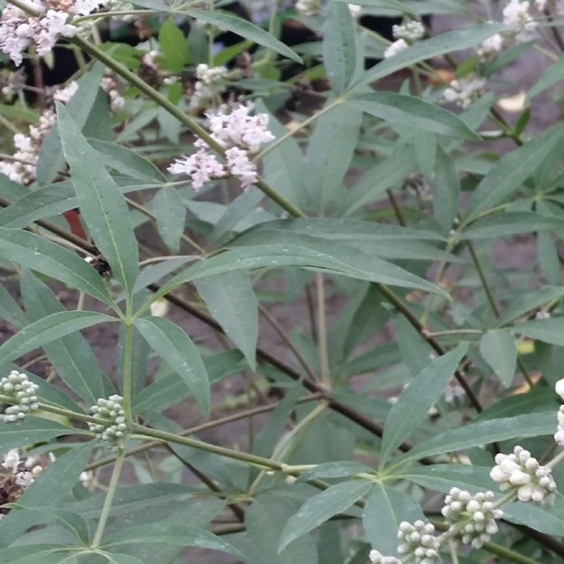 Siveydenpuu Albus (Lehvistö)