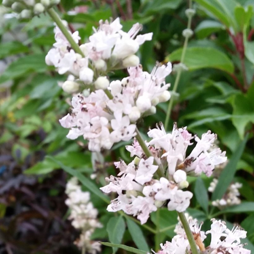 Siveydenpuu Albus (Kukinta)