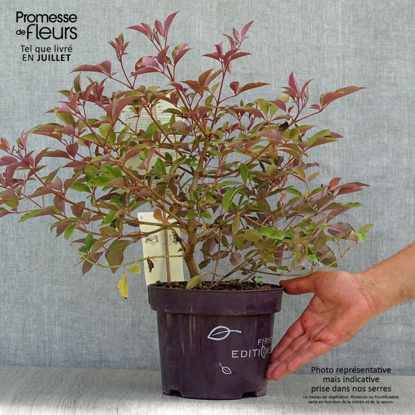Esimerkki kesällä toimitetusta Siveydenpuu Flip Side Pot de 3L/4L-taimesta