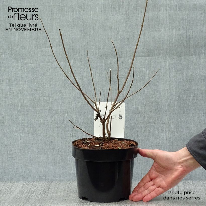 Esimerkki syksyllä toimitetusta Siveydenpuu Latifolia 2 litran/3 litran ruukku-taimesta