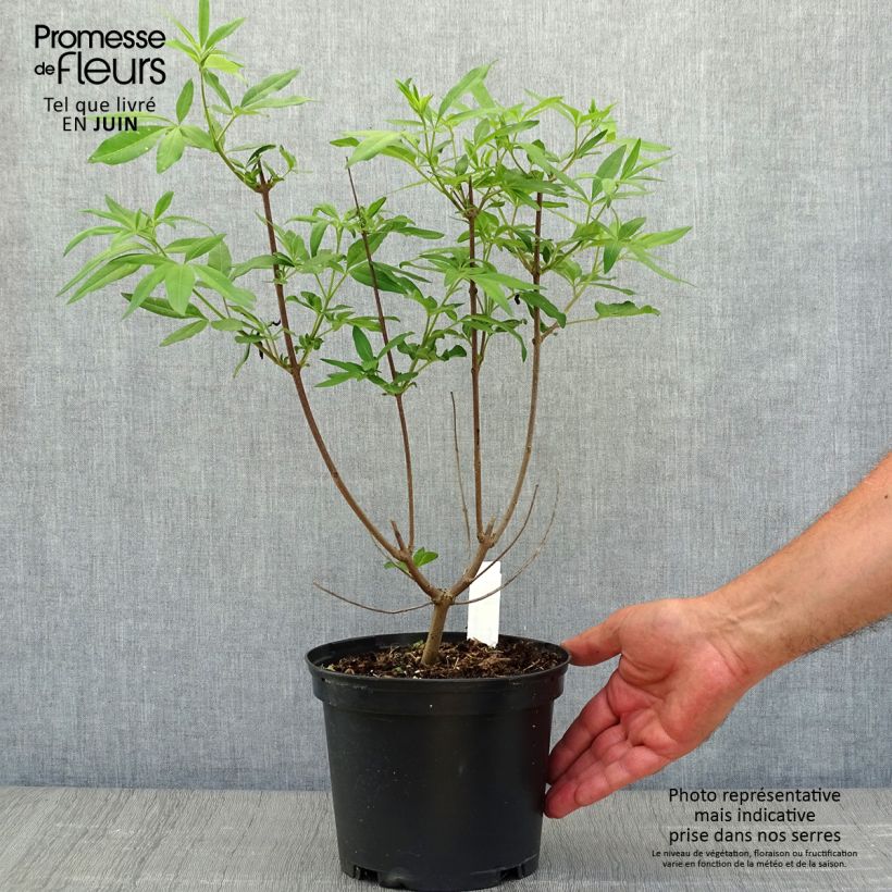 Esimerkki kesällä toimitetusta Siveydenpuu Latifolia Ruukku 2L / 3L-taimesta