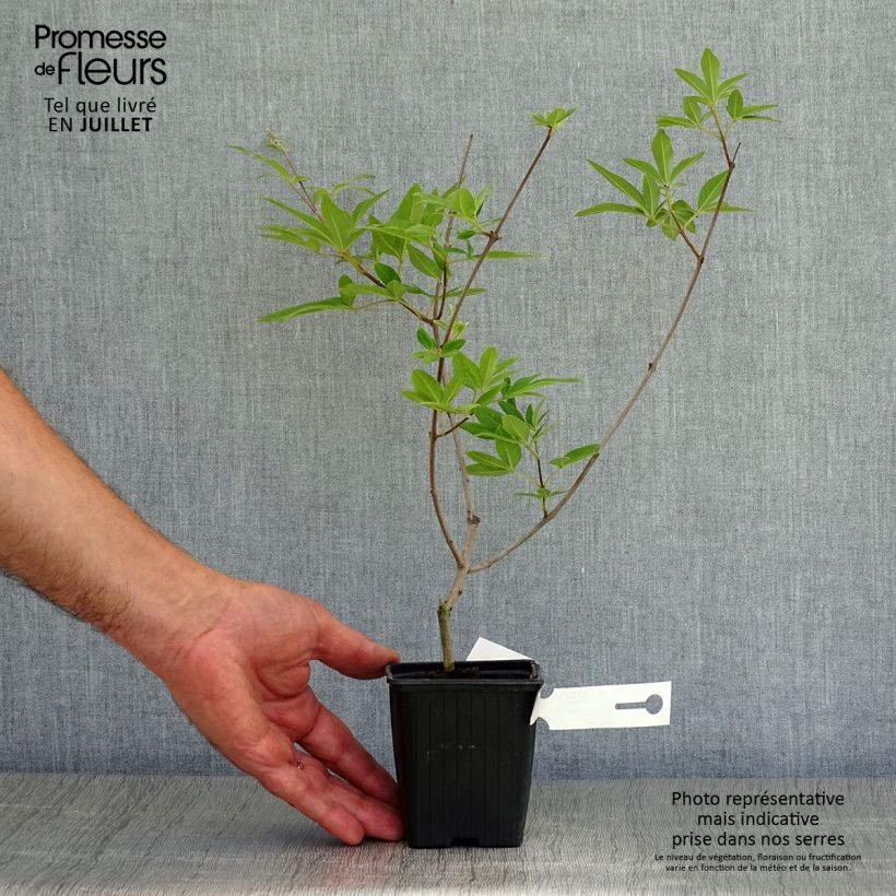 Esimerkki kesällä toimitetusta Siveydenpuu Latifolia Taimiruukku 8/9 cm-taimesta