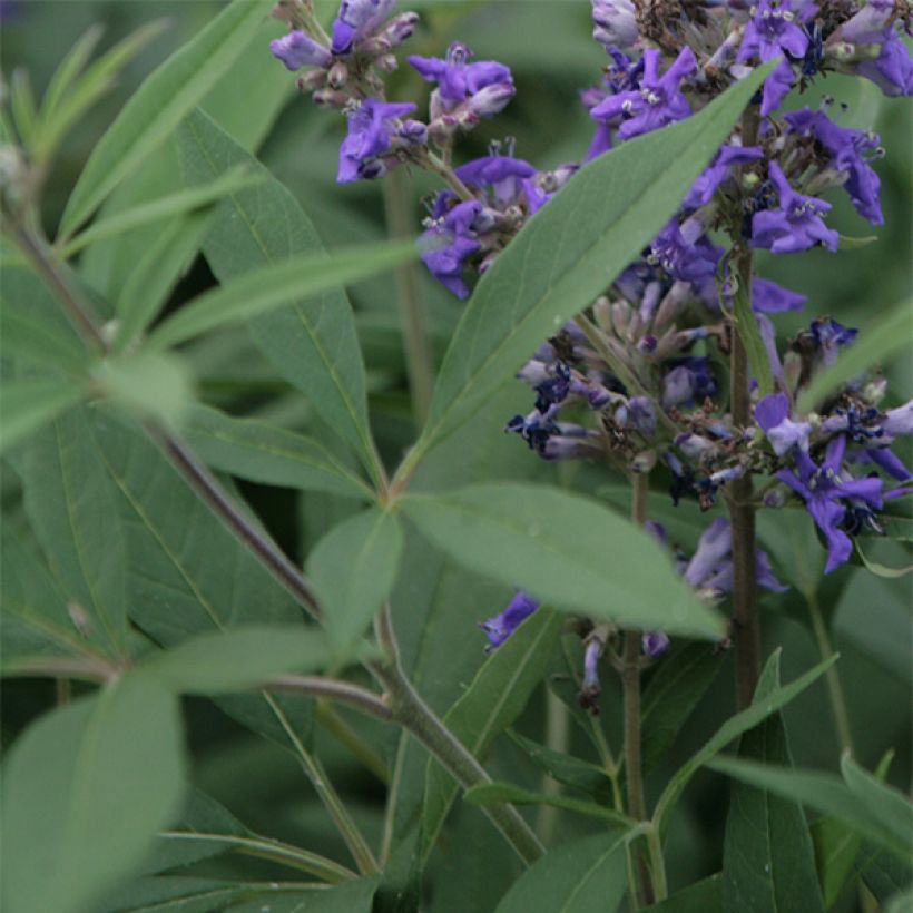 Siveydenpuu Delta Blues (Lehvistö)