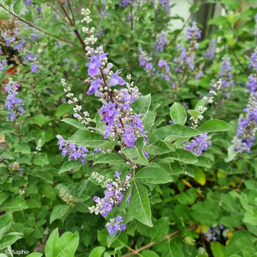 Siveydenpuu Chicagoland Blues (Kukinta)