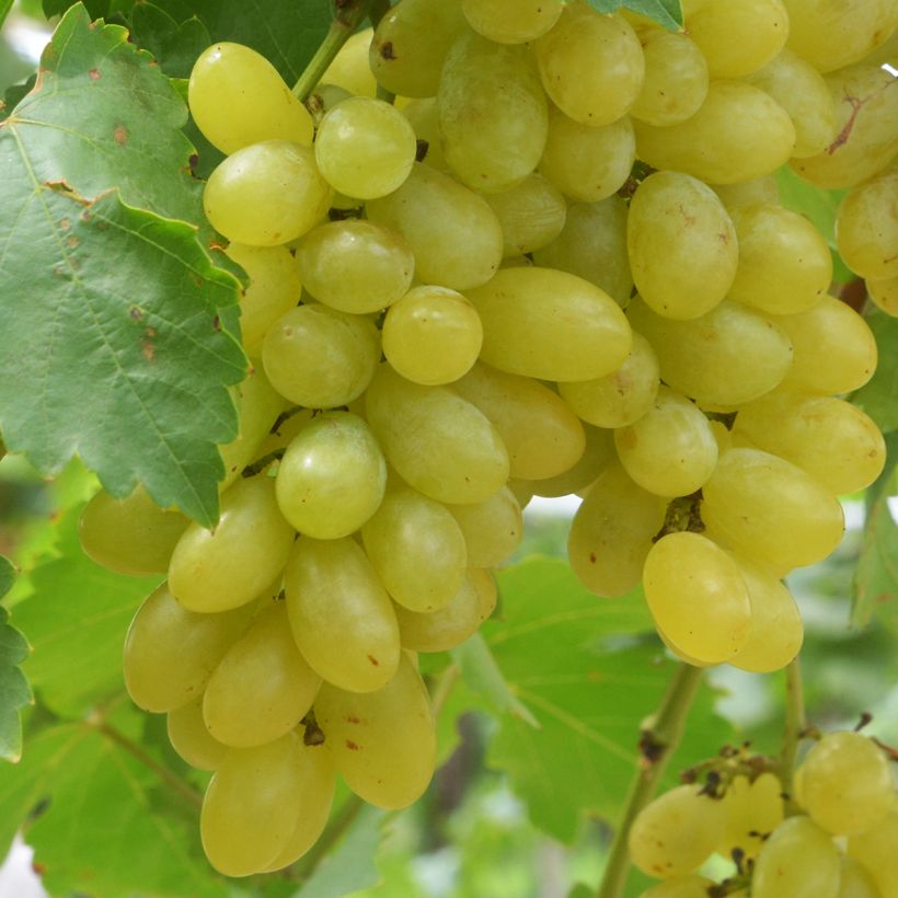 Aitoviiniköynnös Centennial Seedless (Sadonkorjuu)