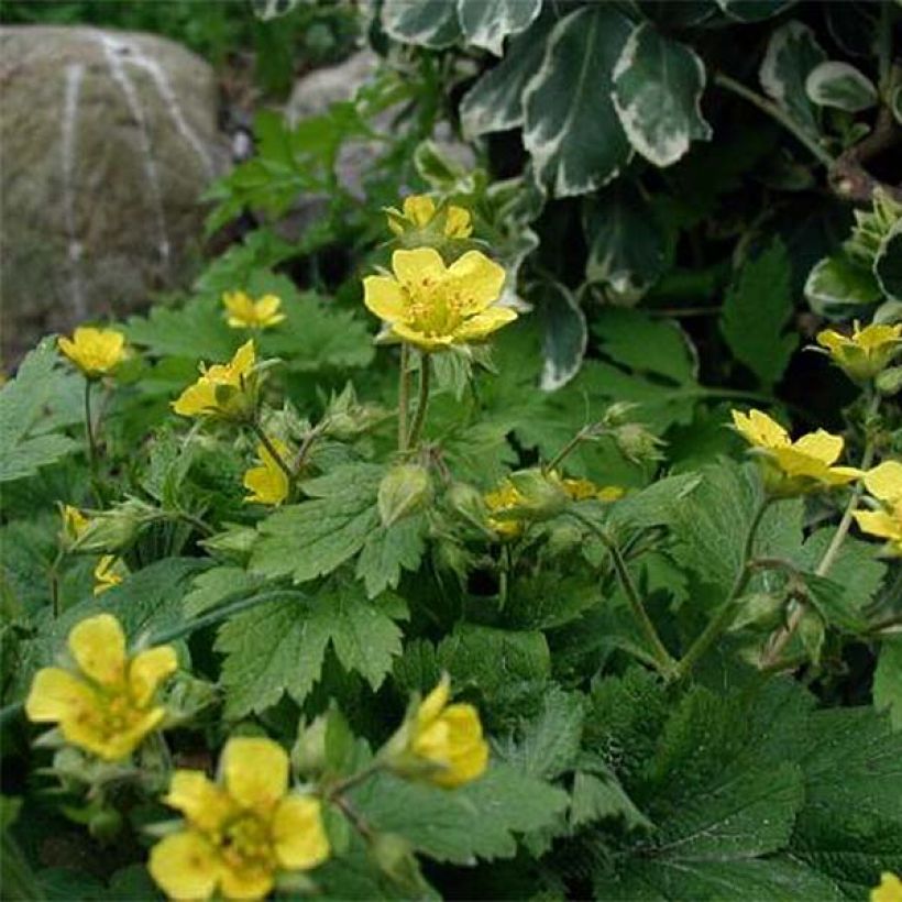 Mätäsansikka - Waldsteinia geoides (Kukinta)