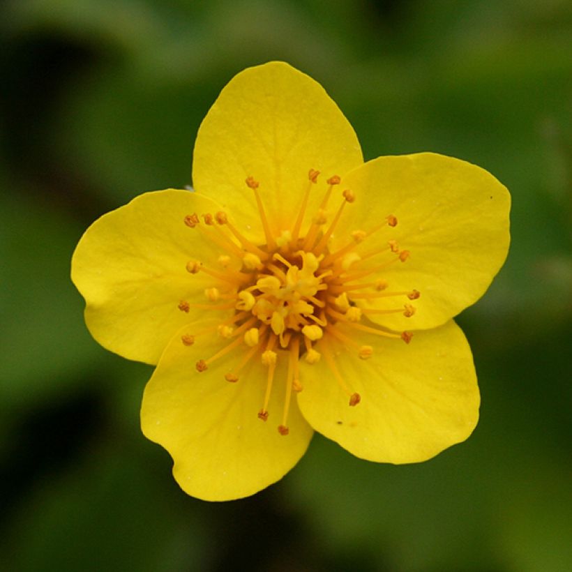 Rönsyansikka - Waldsteinia ternata (Kukinta)