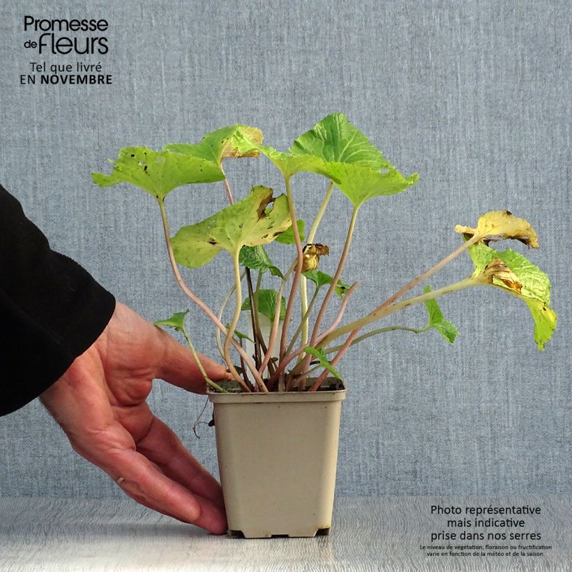Esimerkki syksyllä toimitetusta Maustelituyrtti - Wasabi japonica 8/9 cm taimiruukku-taimesta
