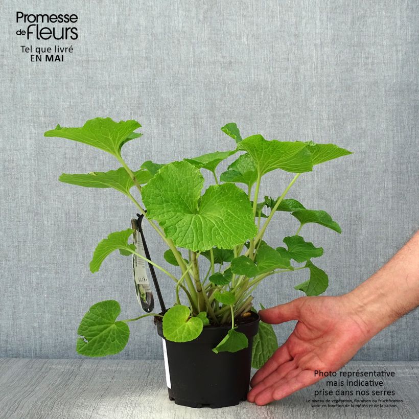 Esimerkki keväällä toimitetusta Maustelituyrtti - Wasabi japonica 1,5 litran / 2 litran kannu-taimesta
