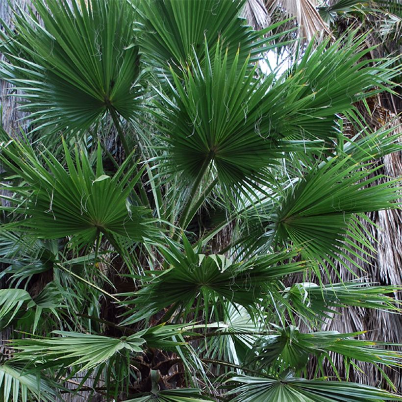 Puistopresidentinpalmu - Washingtonia filifera (Lehvistö)