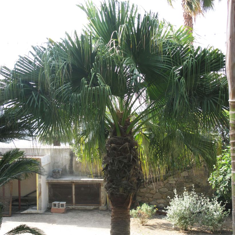Puistopresidentinpalmu - Washingtonia filifera (Kasvutapa)