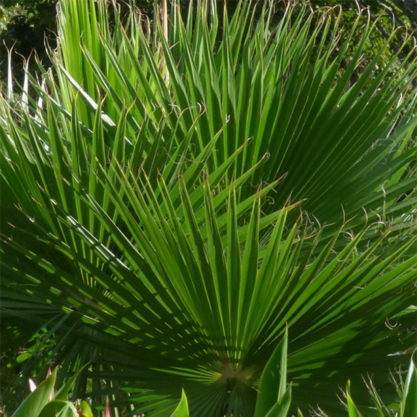 Bulevardipalmu - Washingtonia robusta (Lehvistö)
