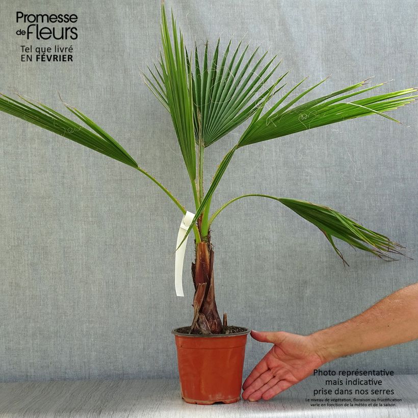 Esimerkki syksyllä toimitetusta Bulevardipalmu - Washingtonia robusta 2 litran/3 litran ruukku-taimesta