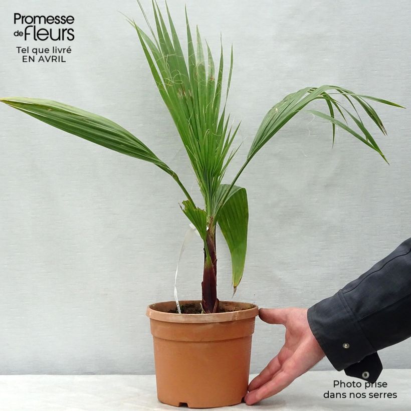 Esimerkki keväällä toimitetusta Bulevardipalmu - Washingtonia robusta Pot de 2L/3L-taimesta