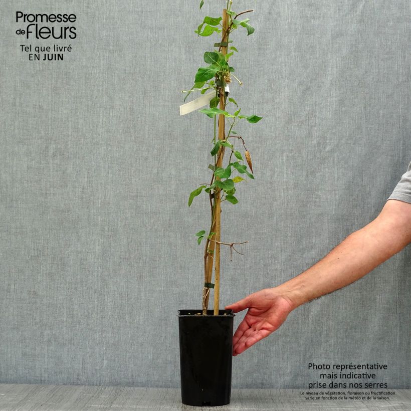 Esimerkki kesällä toimitetusta Dregea sinensis Pot de 2L/3L-taimesta
