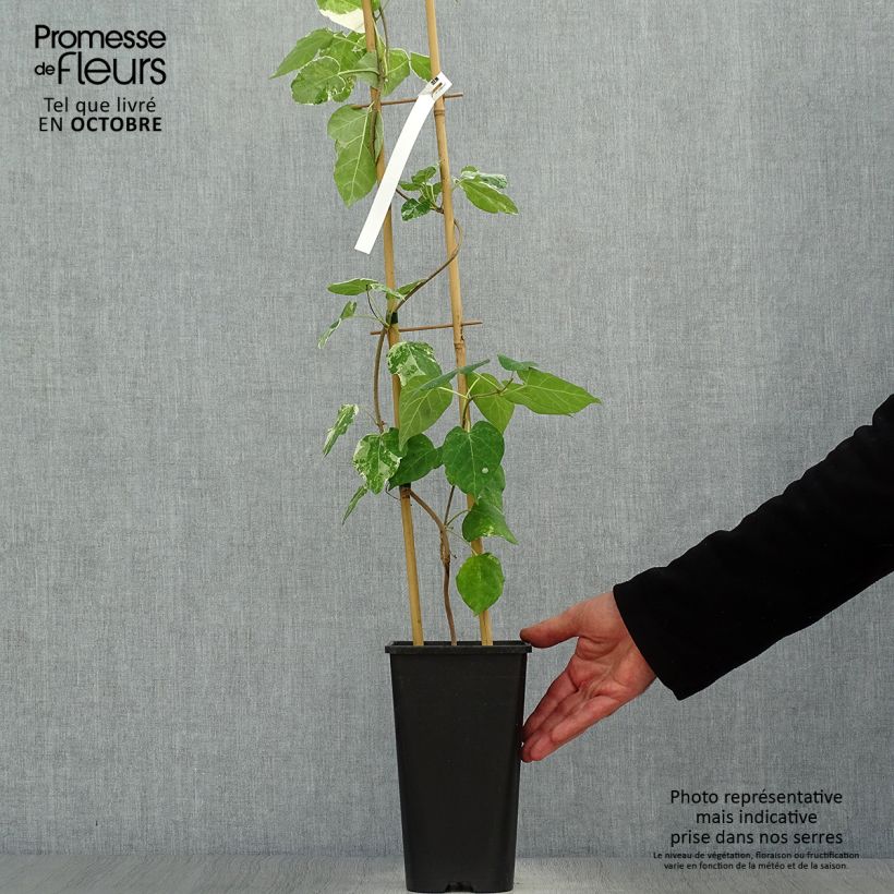 Esimerkki syksyllä toimitetusta Wattakaka sinensis Variegata 2 litran/3 litran ruukku-taimesta