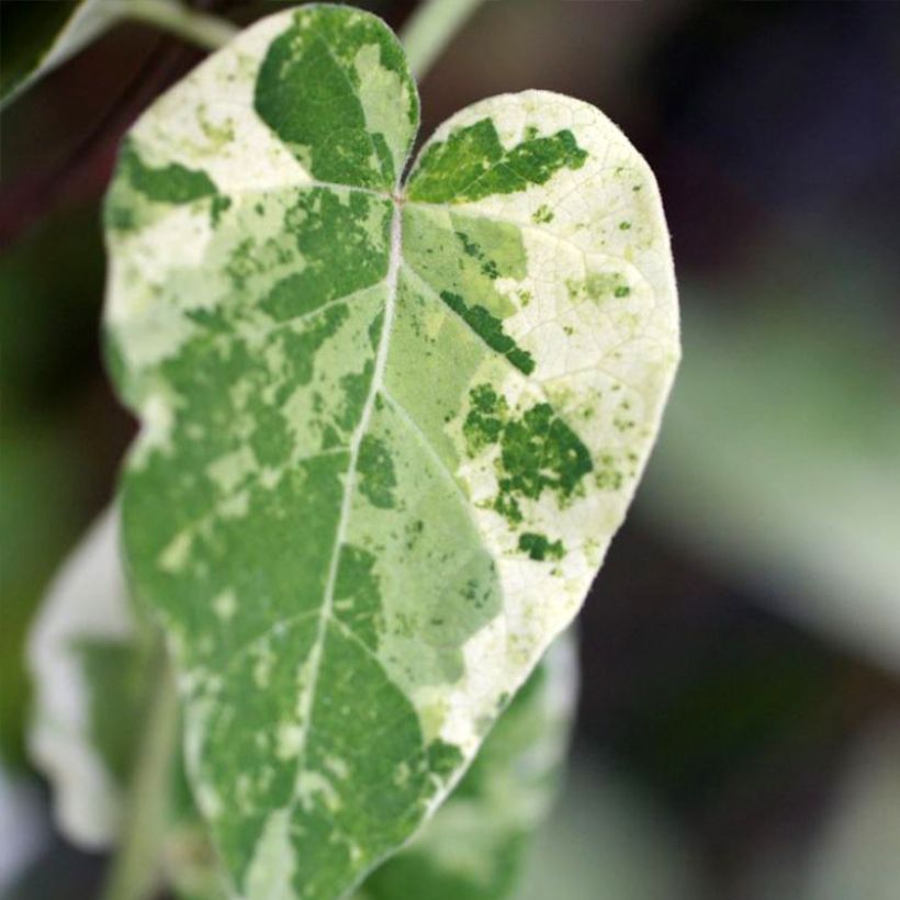 Wattakaka sinensis Variegata (Lehvistö)