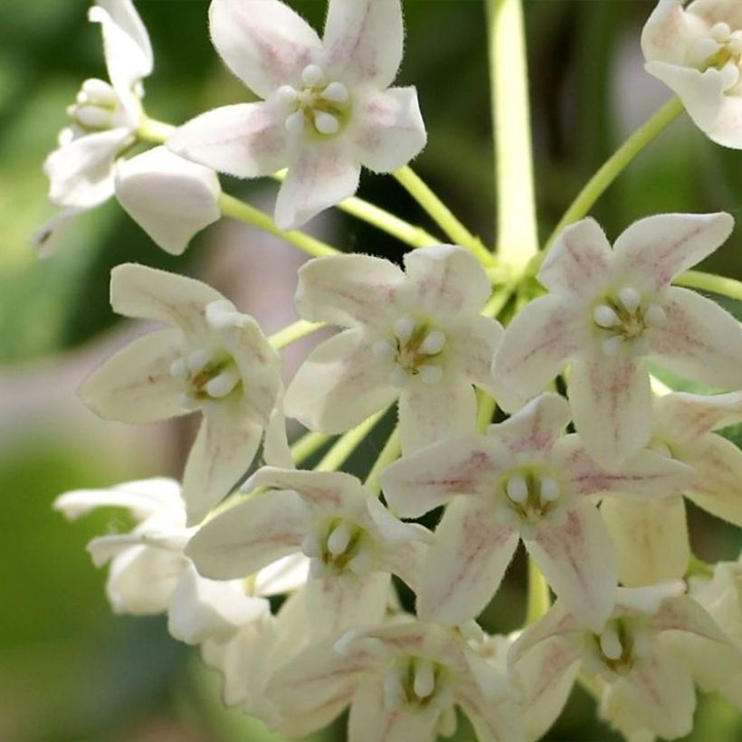 Wattakaka sinensis Variegata (Kukinta)