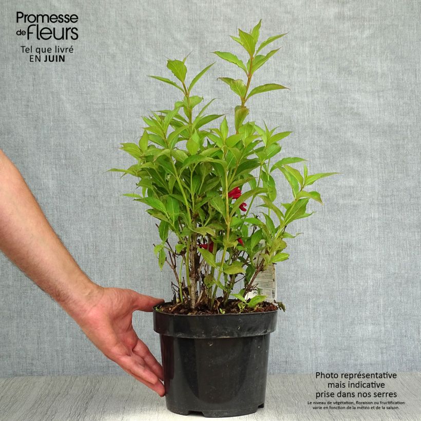 Esimerkki kesällä toimitetusta Komeakotakuusama All Summer Red Pot de 3L/4L-taimesta