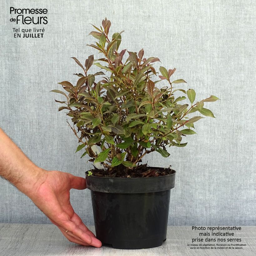 Esimerkki kesällä toimitetusta Komeakotakuusama Black and White Pot de 3L/4L-taimesta