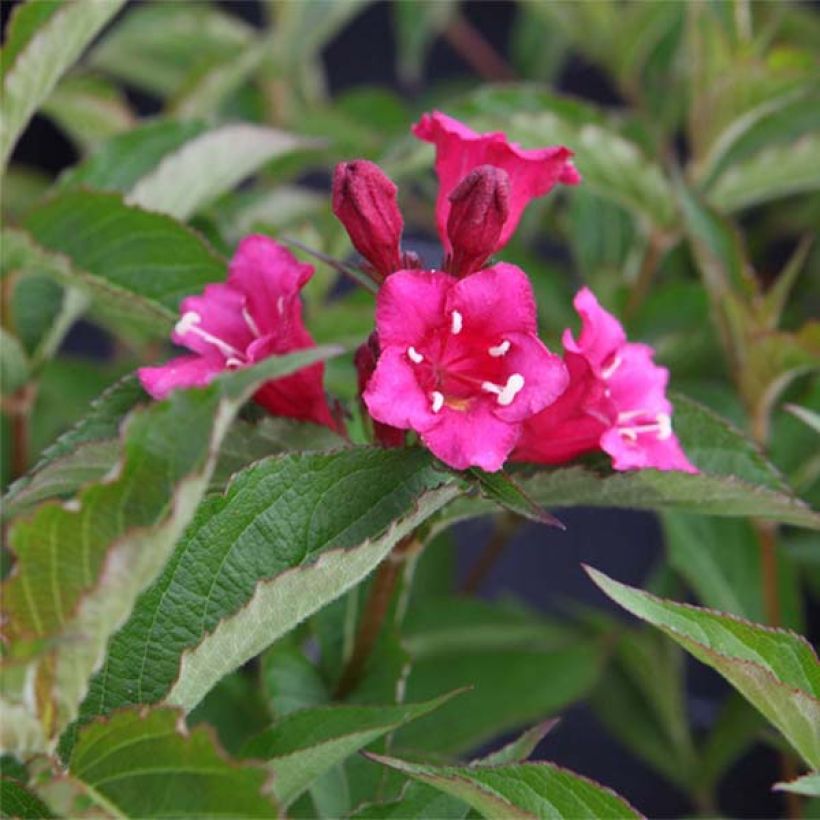 Komeakotakuusama Bristol Ruby (Kukinta)