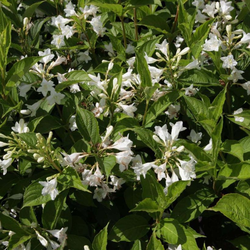 Komeakotakuusama Candida (Kukinta)