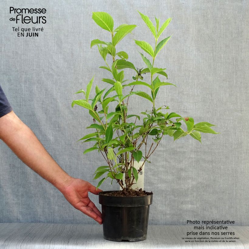 Esimerkki kesällä toimitetusta Komeakotakuusama Candida Pot de 3L/4L-taimesta