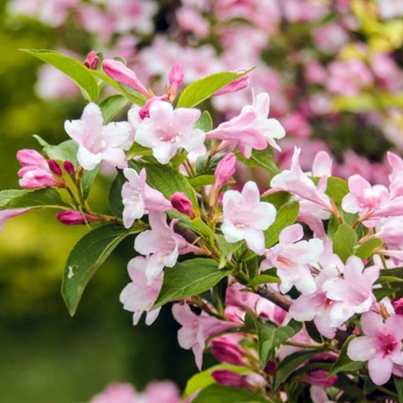 Komeakotakuusama Rosea (Lehvistö)