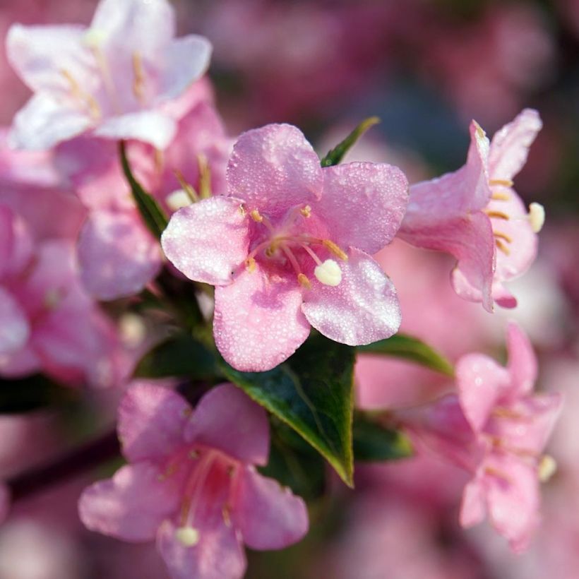 Komeakotakuusama Rosea (Kukinta)