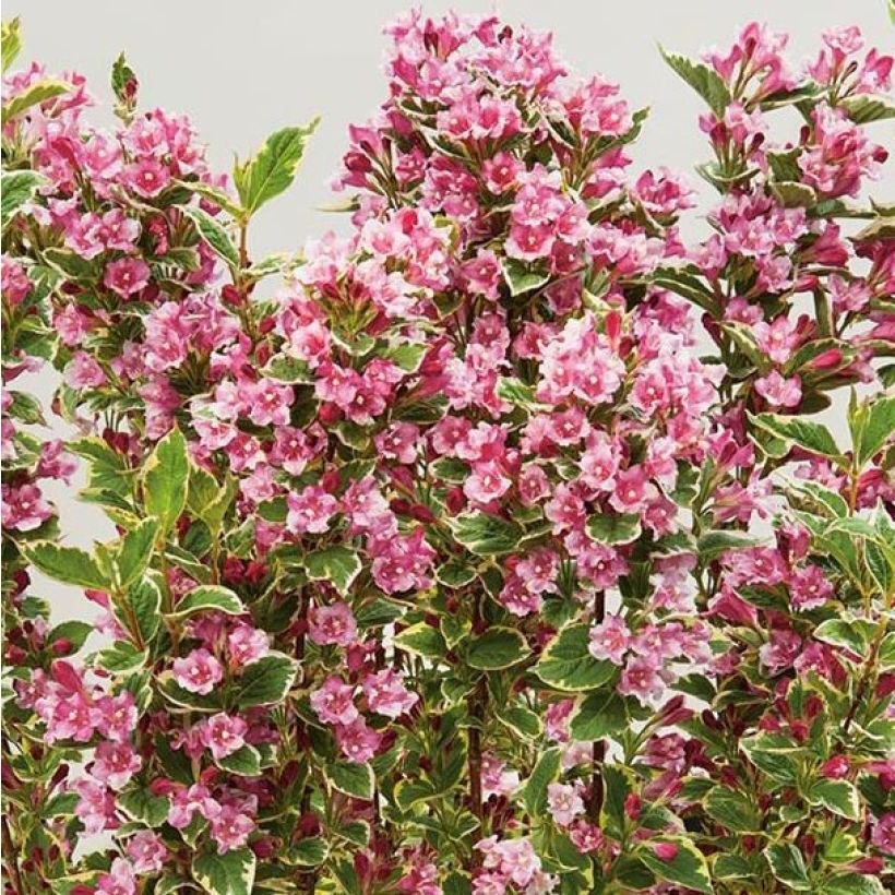 Komeakotakuusama Kosteriana Variegata (Kukinta)