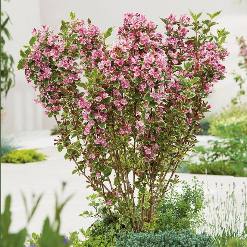 Komeakotakuusama Kosteriana Variegata (Kasvutapa)
