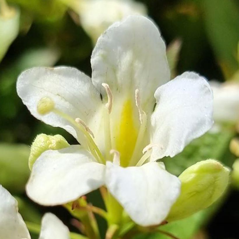 Komeakotakuusama Picobella Bianco (Kukinta)