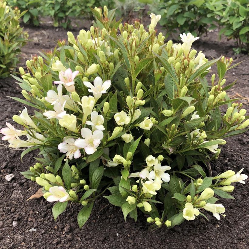 Komeakotakuusama Picobella Bianco (Kasvutapa)