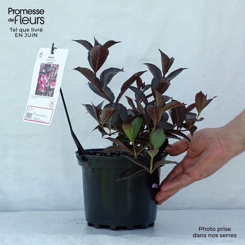 Esimerkki kesällä toimitetusta Komeakotakuusama Alexandra Pot de 2L/3L-taimesta