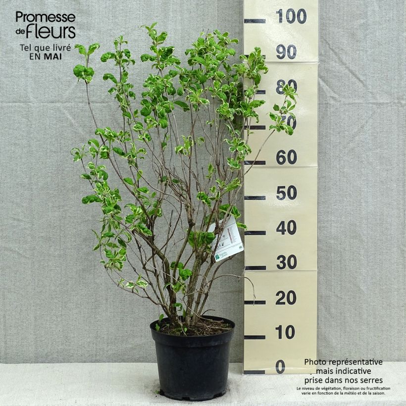 Esimerkki keväällä toimitetusta Komeakotakuusama Caricature Pot de 4L/5L-taimesta